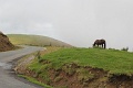 (113) Sur la route d'Iraty